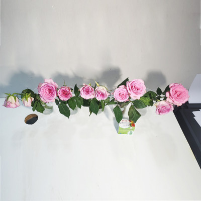 Dinh Dưỡng Giữ Hoa Hồng cắm bình Lâu Tàn - Food For Cut Flowers (Set 50 gói loại 5gr) giúp hoa luôn tươi mớ, cứng cáp gấp 2 lần và trong 14 ngày không thối nước hay cắt tỉa gốc hoa, nhập khẩu Israel