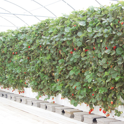 Tự Trồng Rau Đứng Minigarden tại nhà kèm Hệ Thống Tưới Nhỏ Giọt Bán Tự Động 2L/h + Bình Châm Phân Bón cho rau chứa 8 lít và  khung Module Vertical nhập khẩu Châu Âu (Không Cần Thay Đất cho Rau)