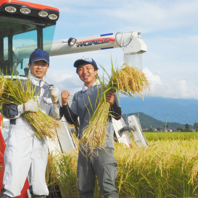 GẠO NHẬT SHIBATA KOSHIHIKARI - GẠO TRẮNG - XÁT DỐI