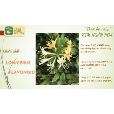 TRÀ KIM NGÂN HOA (100% NỤ HOA) TÚI 50G - THÁI MINH NGUYÊN. Hàng chuẩn chất lượng số 1 Việt Nam.