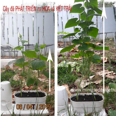 CHẬU TRỒNG RAU TỰ DƯỠNG NHẬP KHẨU CHÂU ÂU TỰ ĐỘNG TRONG 2 THÁNG, SỬ DỤNG 10 NĂM