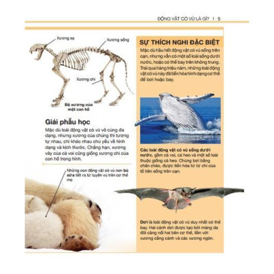 Sách - Bách Khoa Thiếu Nhi - Ai Cập Cổ Đại + Bách Khoa Thiếu Nhi Động Vật Có Vú - Combo 2 Cuốn Bìa Cứng - Minh Thắng