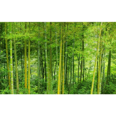 (HCM) Tranh dán tường 3d trúc xanh có sẵn keo phù hợp trang trí cho mọi không gian sống( có in theo kích thước yêu cầu)