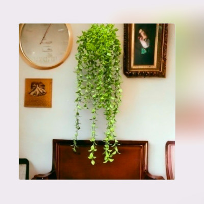Cụm lá rủ giả, dây leo trang trí, cụm lá treo tường trang trí ban công nhà cửa, nhà hàng, quán ăn
