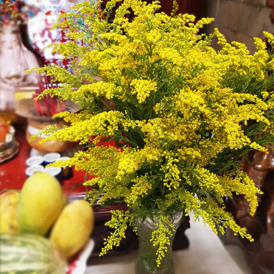 Combo 50 gói Nước cắm hoa lâu tàn dạng bột 5gr của Israel giúp hoa Hoàng Anh và hoa khác tươi lâu và hạn thay nước cho hoa