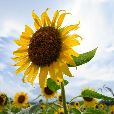 ống kính máy ảnh hiệu Tamron AF 20mm F/2.8 Di III OSD - cho Sony E (F050) - HÀNG CHÍNH HÃNG