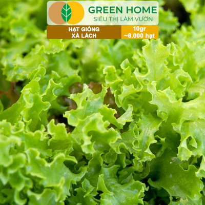 Hạt Giống Rau Xà Lách Vàng Greenhome, Gói 10g~6000 hạt, Dễ Trồng Quanh Năm, Nảy Mầm Cao, Thu Hoạch Nhanh, Năng Suất Cao R13