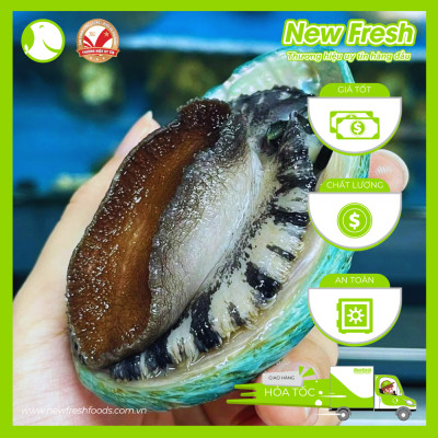 Bào Ngư Úc Xanh Ngọc Bích Nguyên Vỏ - Túi 1Kg (8-10 con)