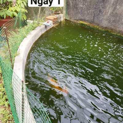 Đèn UV 100W AQUA SUV+ Diệt Khuẩn, Rêu Tảo Hồ Cá Koi , Xử Lý Nước Thải, Nước Sinh Hoạt Trong 7 Ngày