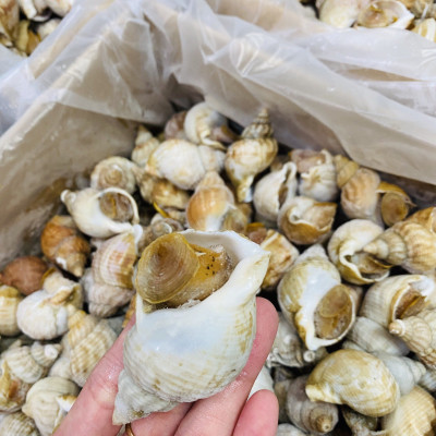 Ốc bulot Pháp ( size 60-80 con) - 1 kg