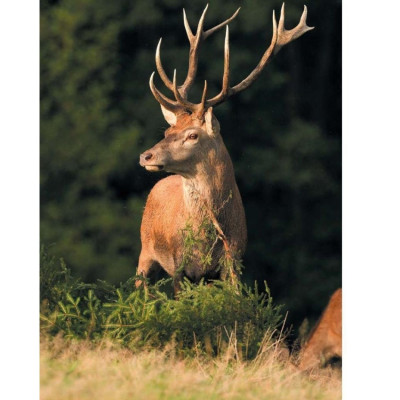 Ống Nhòm Fomei 12x50 ZCF - Hàng chính hãng