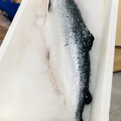 Cá hồi Nauy nguyên con ( Size: 6-8 kg/con)-1 kg