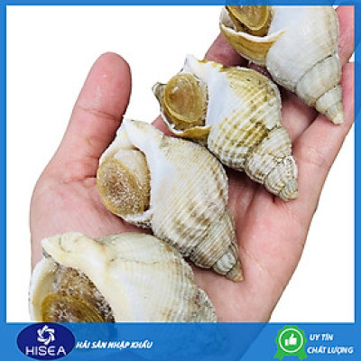 Ốc bulot Pháp ( size 60-80 con) - 1 kg