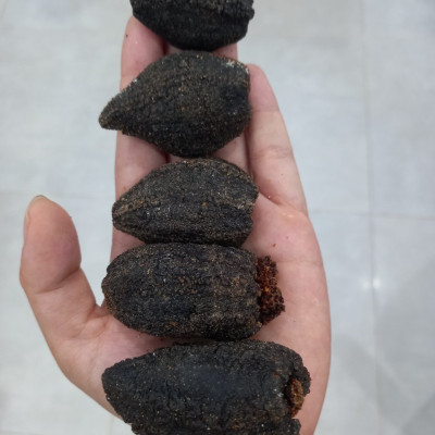 Hải sâm Canada khô ( size 9-10 con)- 100g