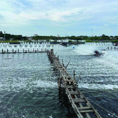 Lắng tụ hữu cơ ao tôm AQUA BLOCK