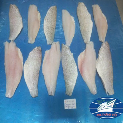 CÁ MÚ FILLET 80- UP