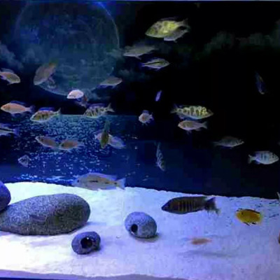 Cát Thạch Anh 2KG + Than Hoạt Tính 1KG vật liệu lọc nước, trang trí bể cá, hồ thủy sinh