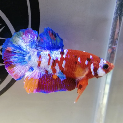 TOP TOP | THUỐC TOPTOP CHUYÊN XỬ LÝ KÝ SINH TRÙNG CHO CÁ CẢNH