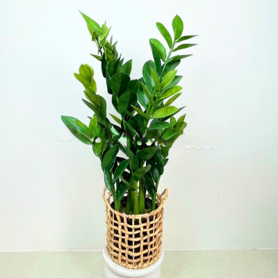 Cây kim tiền, kim phát tài giả - cao 90cm - Cây giả, hoa lụa Decor trang trí nhà cửa