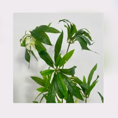 Cây Hoa Thủy Trúc Giả - Cây Thủy Sinh cao 150cm decor phòng khách, phòng bếp, phòng ngủ