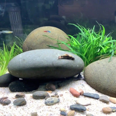 ParaKill | Chế Tác Sinh Học - Dưỡng Cá Cảnh Cá Nước Ngọt và Nước Mặn