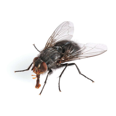 Thẻ Flashcard Theo Phương Pháp Glenn Doman - Thế Giới Quanh Em: Côn Trùng - Bò Sát - Lưỡng Cư