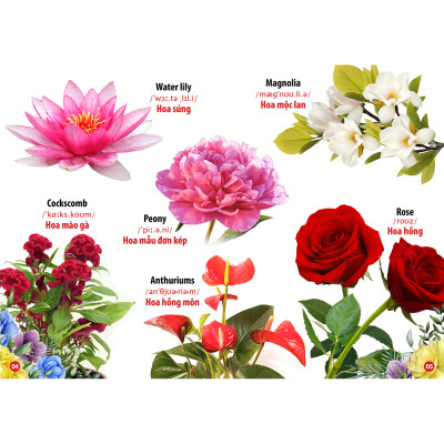 Combo 4 Cuốn: Thế Giới Khủng Long - Thế Giới Loài Chim - Chữ Cái Và Số Đếm - Hoa Rau Củ Quả 