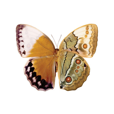 Thẻ Flashcard Theo Phương Pháp Glenn Doman - Thế Giới Quanh Em: Côn Trùng - Bò Sát - Lưỡng Cư