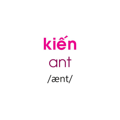 Thẻ Flashcard Theo Phương Pháp Glenn Doman - Thế Giới Quanh Em: Côn Trùng - Bò Sát - Lưỡng Cư