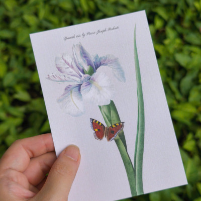 BỘ 100 POSTCARD PETALA & FOLIA - Minh Họa Thực Vật Nghệ Thuật - Giấy Mỹ Thuật 300g Cao Cấp - Nho Xanh 