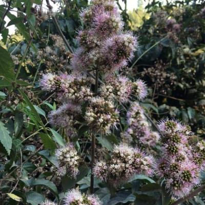 Mật ong rừng Tây Bắc Phúc Khang 140G - Thu hoạch tự nhiên - Nguyên chất - Không nhiễm hóa chất , Kháng sinh , Kim loại nặng , Chất bảo vệ thực vật - Tặng hộp trà sâm hàn quốc 10 gói khi mua từ 3 hũ 