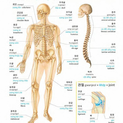 Korean Vietnamese English Trilingual Dictionary