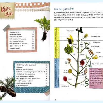 Sách - Thực Vật Xinh Đẹp - Thiên Nhiên Những Bí Mật Còn Ẩn Giấu  - Huy Hoàng