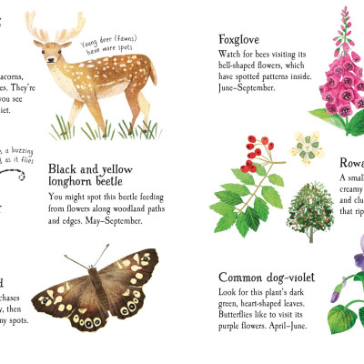 Woodland Life To Spot