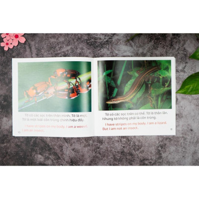 Sách - Khám Phá Thế Giới - Song Ngữ Việt Anh - Cho Trẻ 3 - 9 Tuổi - Combo 10 Cuốn - Đinh Tị Books