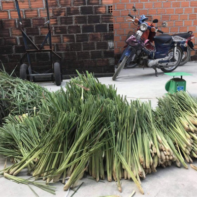 Nhang sạch Dương Minh hộp 180cây 30cm 100% thành phần tự nhiên hương nhang dịu nhẹ ít khói dùng thờ cúng thắp hương, thư giãn, thanh lọc không khí