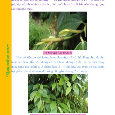 Bí Quyết Thành Công Kĩ Thuật Trồng Tiêu Hiệu Quả - KV