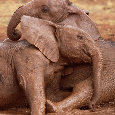 Tri Thức Trong Lòng Bàn Tay - Bách Khoa Thiếu Nhi - Động Vật (Bìa Cứng) (Tái Bản 2022)