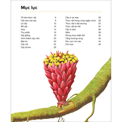 Thực Vật  - Hành Trình Khám Phá