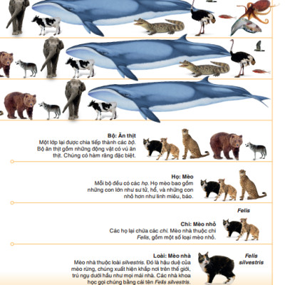 Tri Thức Trong Lòng Bàn Tay - Bách Khoa Thiếu Nhi - Động Vật (Bìa Cứng) (Tái Bản 2022)