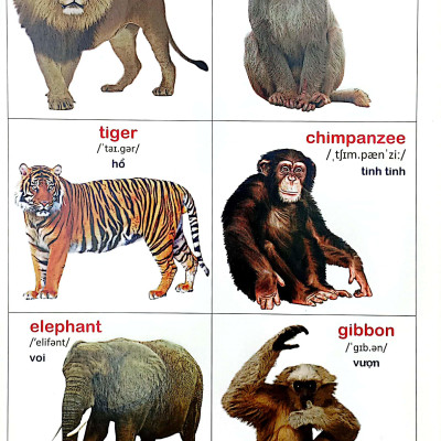 Bách Khoa Bằng Hình Đầu Tiên Cho Bé 2 - Chủ Đề Thế Giới Động Vật