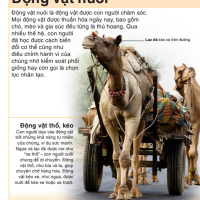 Tri Thức Trong Lòng Bàn Tay - Bách Khoa Thiếu Nhi - Động Vật (Bìa Cứng) (Tái Bản 2022)