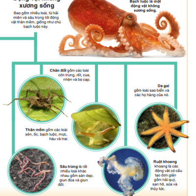 Tri Thức Trong Lòng Bàn Tay - Bách Khoa Thiếu Nhi - Động Vật (Bìa Cứng) (Tái Bản 2022)