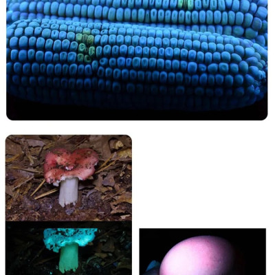 Đèn pin sạc cầm tay tia cực tím (UV) cao cấp Terino D3000-UV  (365nm, 60W)- Hàng chính hãng