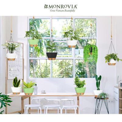 Chậu treo tự tưới Monrovia cho cây trong nhà và ngoài trời có móc treo sắt, decor không gian sống