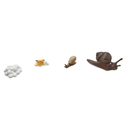 Đồ Chơi Mô Hình Vòng Đời Tự Nhiên - Ốc Sên Lớn Lên Như Thế Nào? - Firstar DK81261