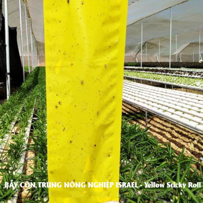 Bẫy Ruồi Bằng Keo Dính Vàng Sinh Học Israel Cuộn 10 Mét Trải Nghiệm. Hiệu Sticky Yellow Roll là Keo Dính Vàng 2 Mặt Israel (RỘNG 18CM X DÀI 10M) Nhập Khẩu Israel Sử DụngTrong Ngành Nông Nghiệp Sạch dùng Bẫy Ruồi Giấm, Ruồi Vàng, Ruồi Cái và cả các loại côn trùng khác