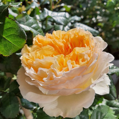 Phân bón hữu cơ đậu tương, đậu nành trứng chuối humic DOCNEEM kích mầm, chồi, hoa chuẩn form trên hoa hồng, cây cảnh, chai 1 lít