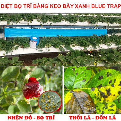 (Combo 20 mét) Keo dính Màu Xanh nhập khẩu Israel Blue Trap dùng Diệt Bọ Trĩ (con bù lạch) gây hại nông nghiệp và hiệu lực keo trên 8 tháng chịu mưa nắng và nước tưới