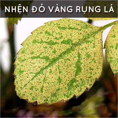 Dầu neem hữu cơ DOCNEEM, chai 50ml, phòng trị sâu bệnh hoa hồng, phong lan, cây cảnh, dầu neem oil nguyên chất ép lạnh 